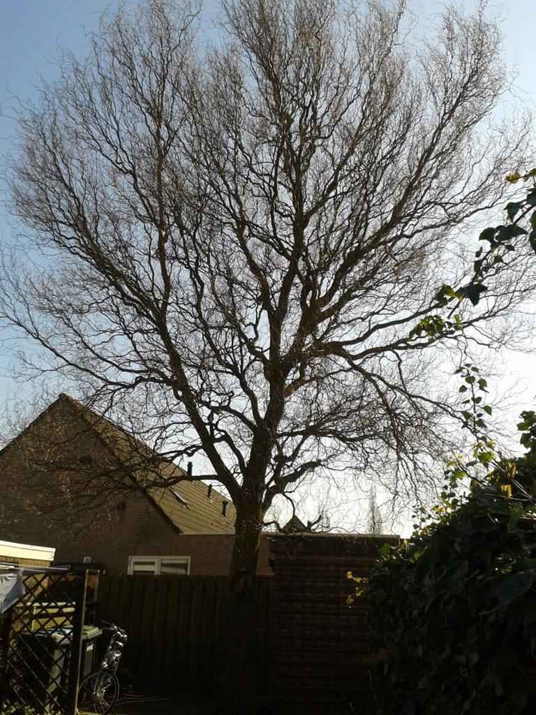Goedbomenrooien's tweet photo. Emmeloord - Verwijderen van wilgen boom doormiddel van klimtechnieken. http://t.co/hpdUUM4bCO