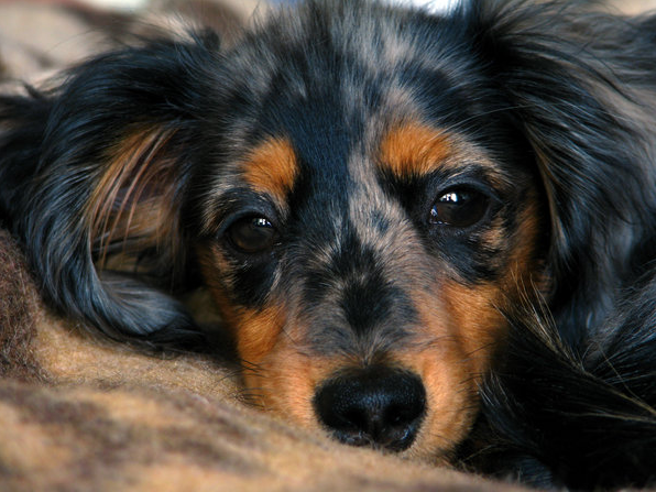 pickapetguide tweet picture