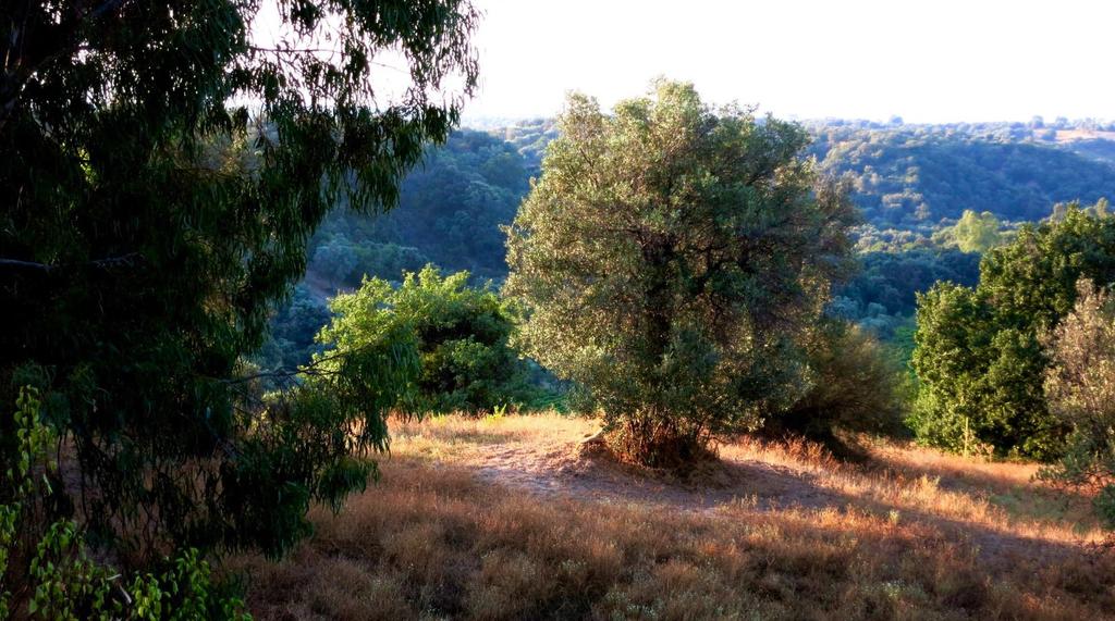 IPistono's tweet photo. Magia della terra.....di #Cirò
#magicaCiro' http://t.co/d2DdZGFWkD