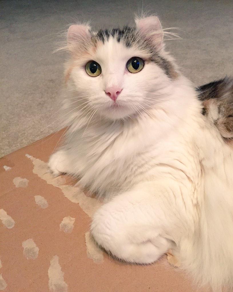 #CatLife 
“<a href="/Curly_Eared_Cat/">Ginger💕 RIP Chloee🌈💔</a>: I love boxes! Happy #sundayfunday #CatsOfTwitter #americancurl ☀️💕 ”