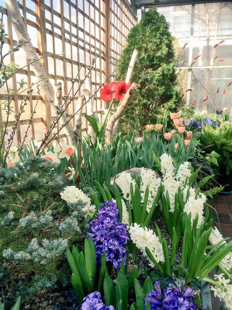 RBGCanada's tweet photo. It might feel like winter again outside, but it #smellsofspring in the bulb room. #RBGMedHouse #RBGblooms http://t.co/Al6HHnN54E