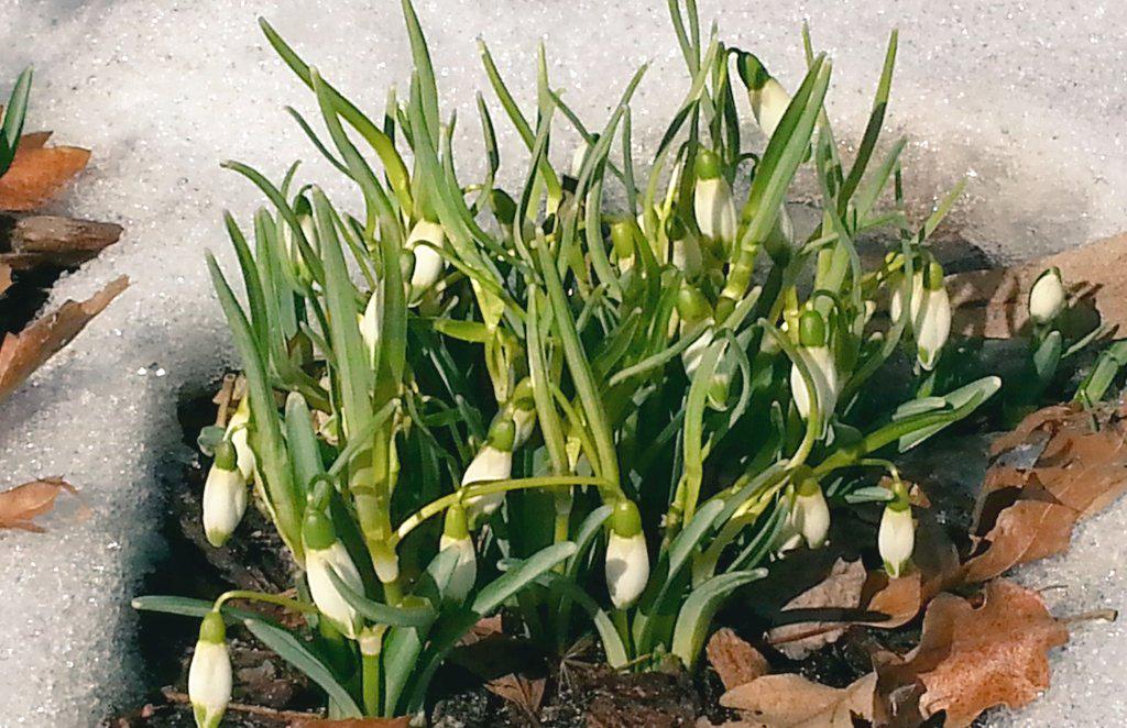 Hope in bloom. Snowdrops open despite snow in #Central Park <a href="/spann/">James Spann</a> <a href="/nycfeelings/">NewYorkCityFeelings</a> <a href="/EverythingNYC/">EverythingNYC</a> <a href="/agreatbigcity/">A Great Big City</a>