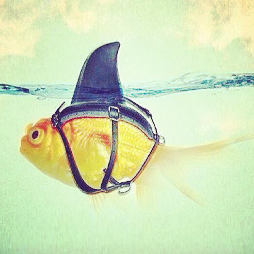 stanzaselvaggia's tweet photo. Noi finti cattivi. http://t.co/Sk2i0LcSwh