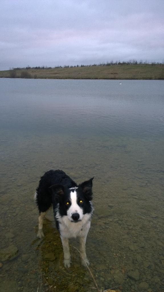 hunterway1's tweet photo. Only trouble when I take one dog to a race I still have to walk the other #bingorun http://t.co/j6KyNgfTST