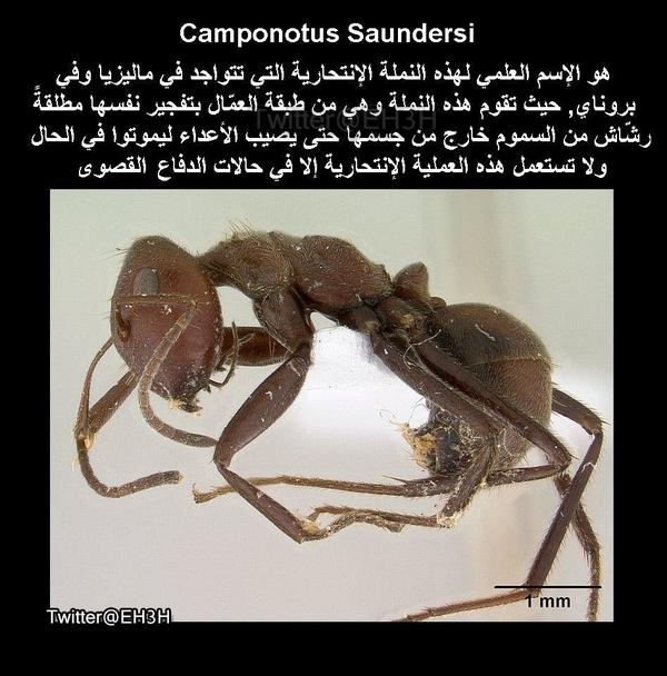 EH3H's tweet photo. النمل الذي يفجّر نفسه كالقنبلة بعملية انتحارية http://t.co/WGhi5modZp