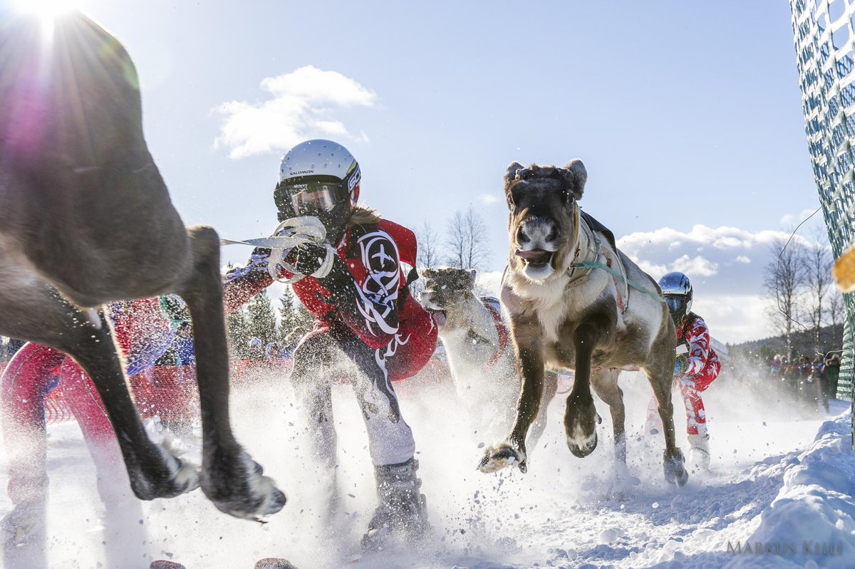 Kiili's tweet image. Poro Cupin at Äkäslompolo was great event. Hope we get it again next year. #yllas #Äkäslompolo #reindeer #Lapland
