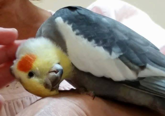 Cockatiel5's tweet photo. Head scratch ! I'm <3 it
#cockatiellovers #tamming http://t.co/2syp2W8DbC