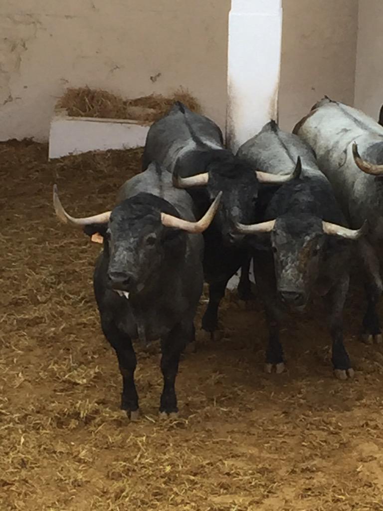 23Moli's tweet image. Sin duda la mejor corrida presentada n @TOROSVALENCIA  en #Fallas2015 enhorabuena Adolfo y Medetauro
Eso Si son Toros