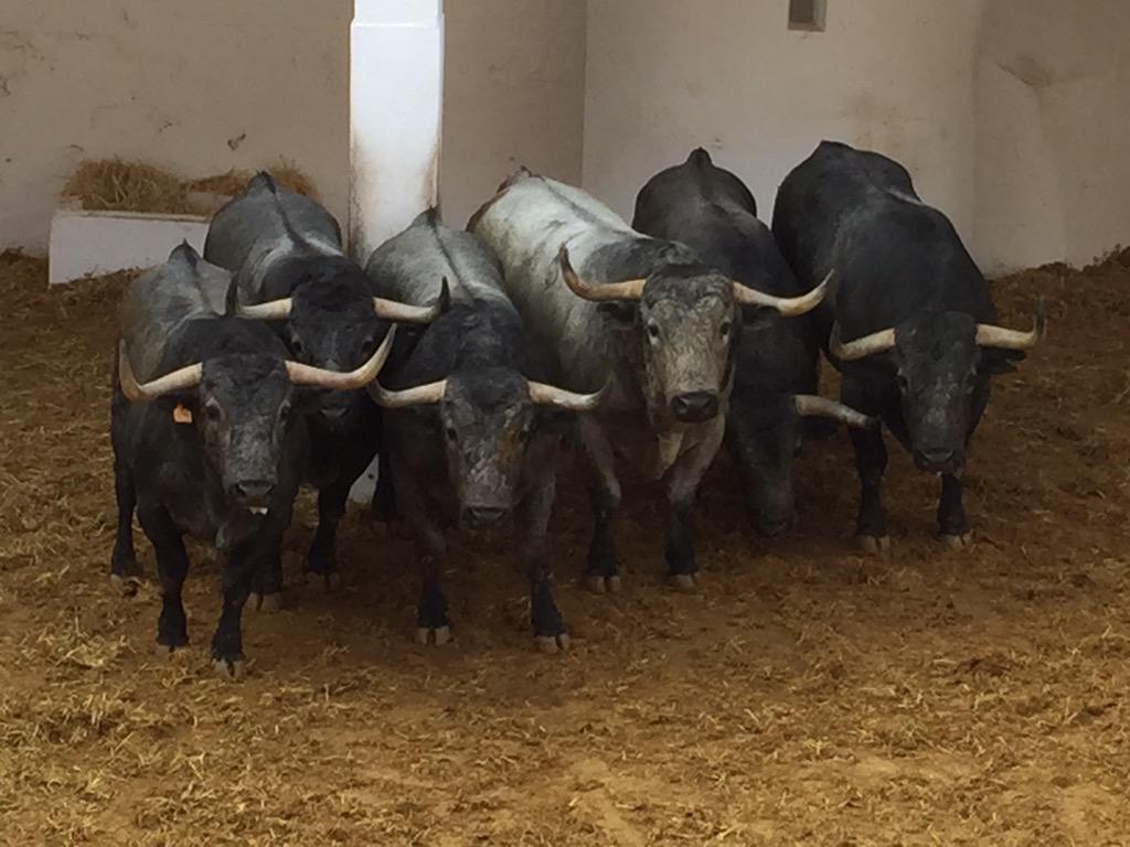 23Moli's tweet image. Sin duda la mejor corrida presentada n @TOROSVALENCIA  en #Fallas2015 enhorabuena Adolfo y Medetauro
Eso Si son Toros
