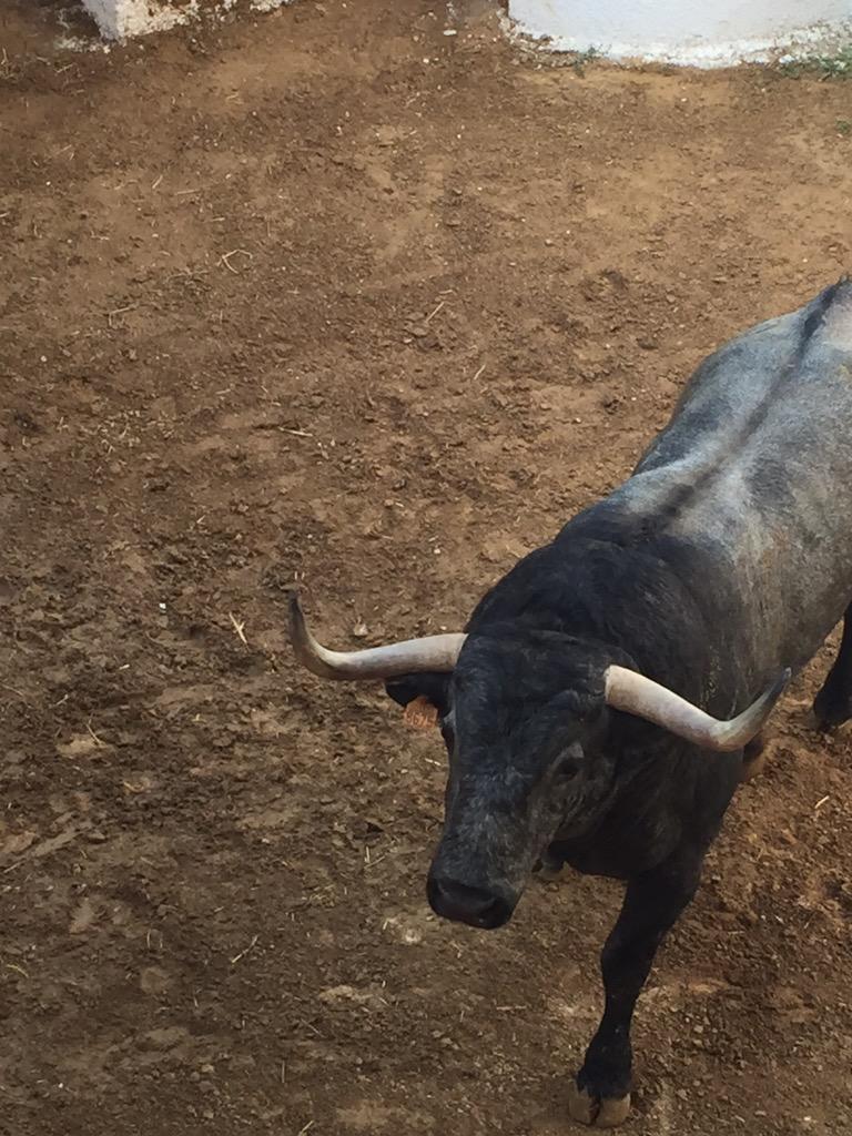 23Moli's tweet image. Sin duda la mejor corrida presentada n @TOROSVALENCIA  en #Fallas2015 enhorabuena Adolfo y Medetauro
Eso Si son Toros