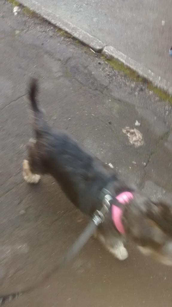 wiseupman's tweet photo. dogs we all love'em 

:-) http://t.co/734ry5xDPb