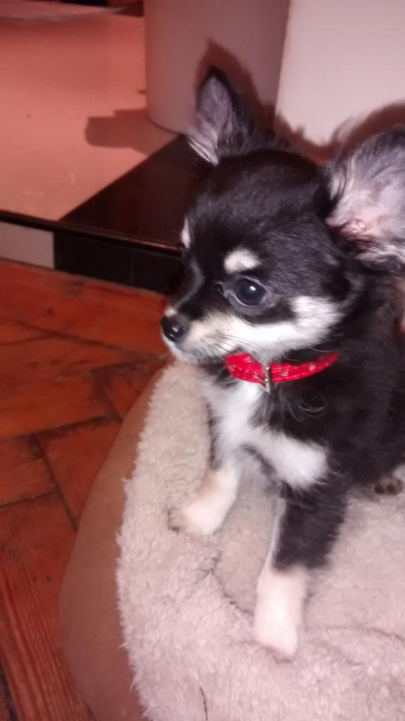 wiseupman's tweet photo. dogs we all love'em 

:-) http://t.co/734ry5xDPb