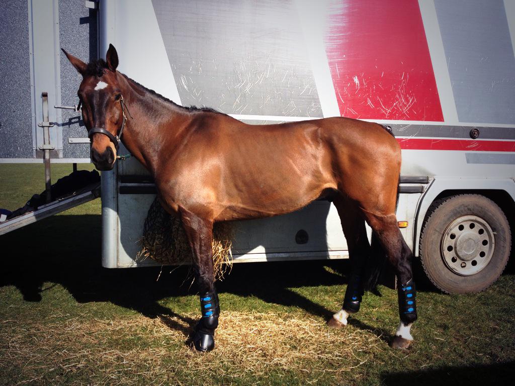 LauraAnneHuddle's tweet photo. Handsome Cove Water waiting to go XC at #aldonHT #covey #covewater #kteventing http://t.co/YvuMUJJFIS