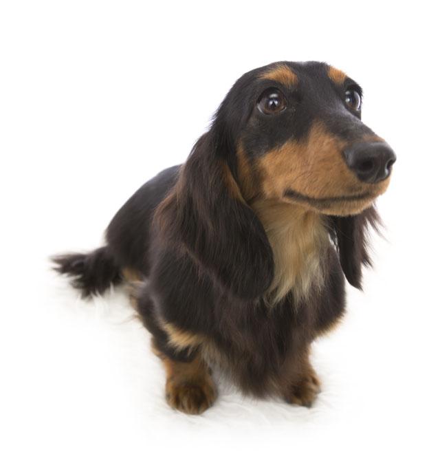 dog_love39's tweet photo. 癒されたらリツイートhttps://t.co/Rl74nsn8Ol