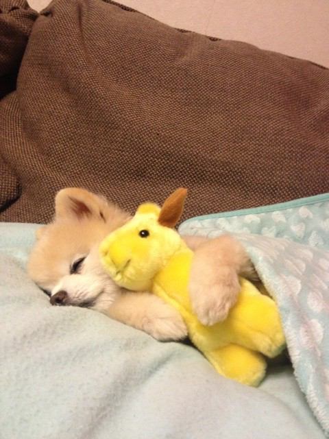 dog_love39's tweet photo. 癒されたらリツイートhttps://t.co/obT3XWFTcp