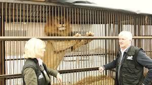 AAAnimalsdallas's tweet photo. ADI is feeding rescued lions vegetables and not meat! #animalcruelty #boycottADI #saveUKcircus #saveaspecies http://t.co/I4UBRgOeGE