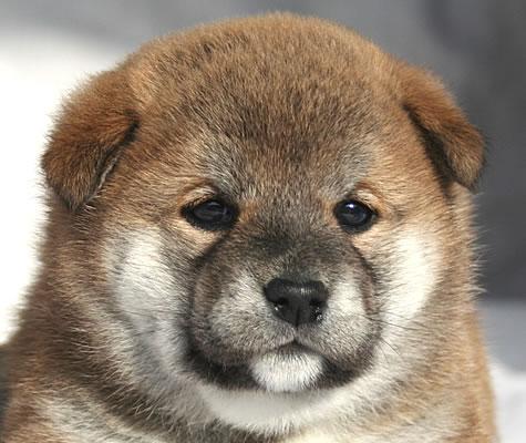 dog_love39's tweet photo. 癒されたらリツイートhttps://t.co/dlhSQyk1hL
