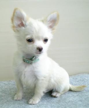 dog_love39's tweet photo. 癒されたらリツイートhttps://t.co/Lr8giAYiLi