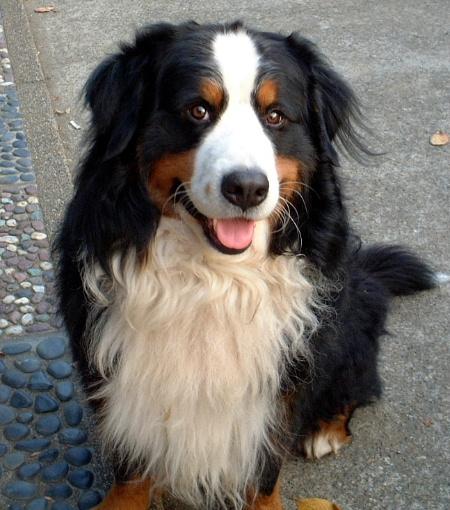 dog_love39's tweet photo. 癒されたらリツイートhttps://t.co/b8mkr8xgdN