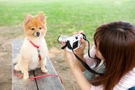 dog_love39's tweet photo. 癒されたらリツイートhttps://t.co/58hSx1mP3x