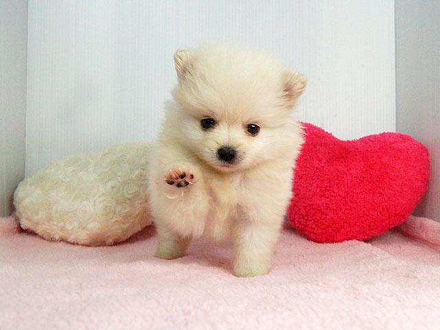 dog_love39's tweet photo. 癒されたらリツイートhttps://t.co/iWlL0ma1rl