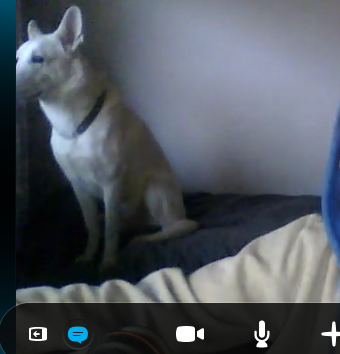 HeneOG's tweet image. Zelby has a dog. Hes name is Nepa.