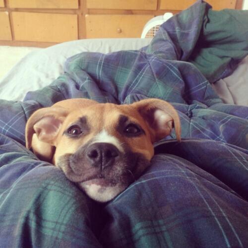 CuteAnimalsBaby's tweet photo. Retweet this to make someone else smile http://t.co/6SdqptBBvE