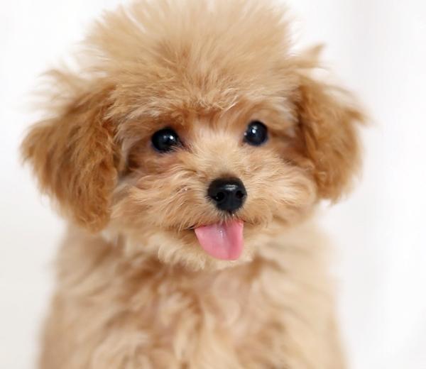 dog_love39's tweet photo. 癒されたらリツイートhttps://t.co/tXsr0e6woW
