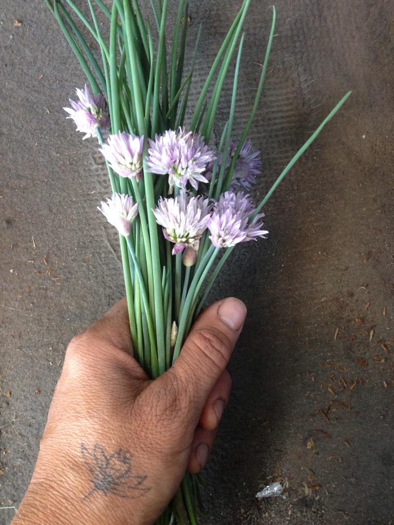 RioGozo's tweet photo. Chives on everything. The sign of spring. #organicfarms http://t.co/sMm1pcun1Q
