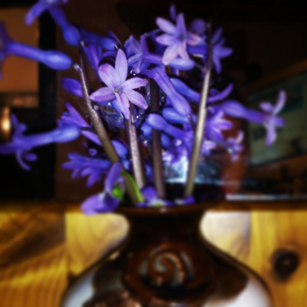 Katca98's tweet photo. Hyacinth <3 http://t.co/jSCWrj2pSe