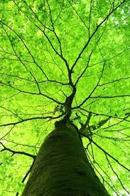 JEcheles's tweet photo. @plants_world Trees have veins and when cut, they do bleed. http://t.co/fmsit9K30u