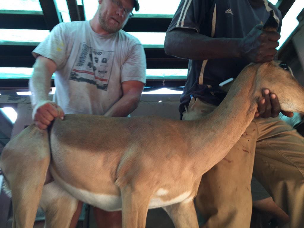 Armin du Preez tweet media