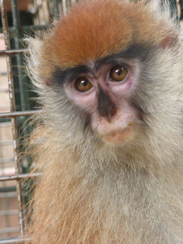 Het LWC opvangcentrum heeft zojuist 6 nieuwe apen binnen gekregen . In beslag genomen in Noord-West Kameroen.