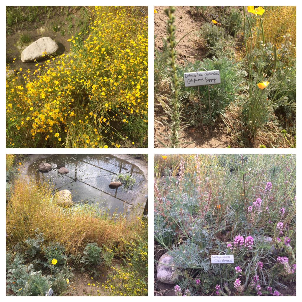 HildaSolis's tweet photo. #ElizabethLearningCenter #Cudahy #FirstDistrict #12thAnnualTheodorePayneNativePlantTour #nativehabitatgardens http://t.co/0yVxLoQpL9
