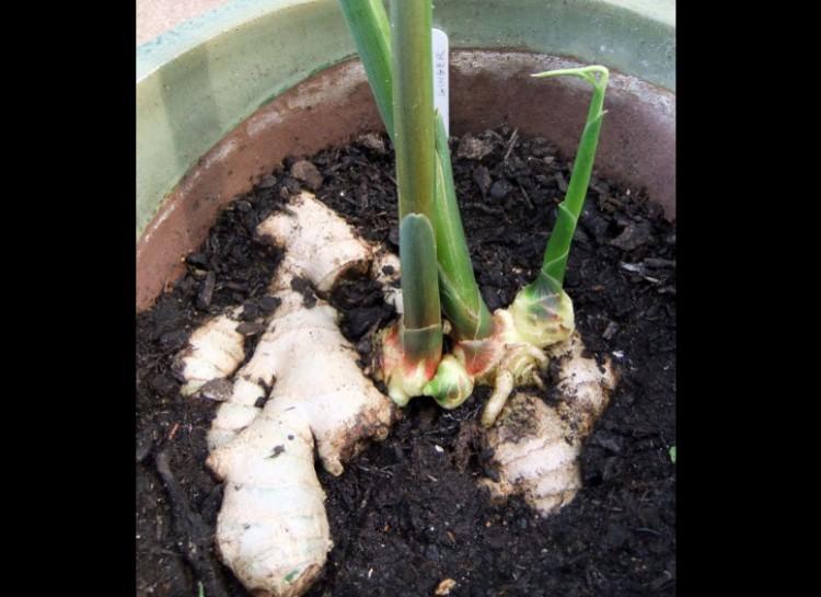 Helariousselfie's tweet photo. 20 Edible Plants That Are Easy To Grow Indoors
>>>http://t.co/08D9OLlfUx http://t.co/7p4erpwcBP