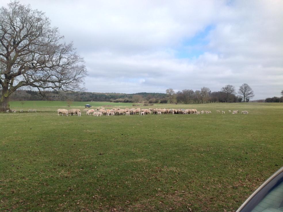 CalKateHoward's tweet image. It IS feeding time at Edstone!