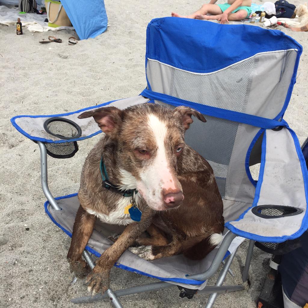 StormNLasuzaca's tweet photo. Another beautiful day at the dog beach! Thanks @fuzmoapp for the awesome bracelets! #fuzmoapp http://t.co/GyJmczNGFf