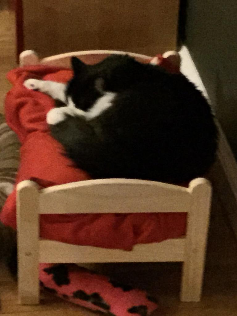 Moosie_cat's tweet photo. Finally enjoying her new bed.   Doll bed from ikea. http://t.co/yCqJgfqzwZ