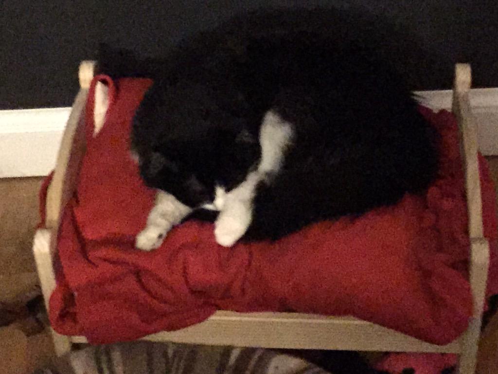 Moosie_cat's tweet photo. Finally enjoying her new bed.   Doll bed from ikea. http://t.co/yCqJgfqzwZ