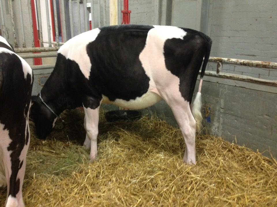Fun time with <a href="/BenbieHolsteins/">Ian Crosbie</a> at Calgary spring show- Jr. &amp; Res Jr. Champs. Both selling in the Western Warm Up!