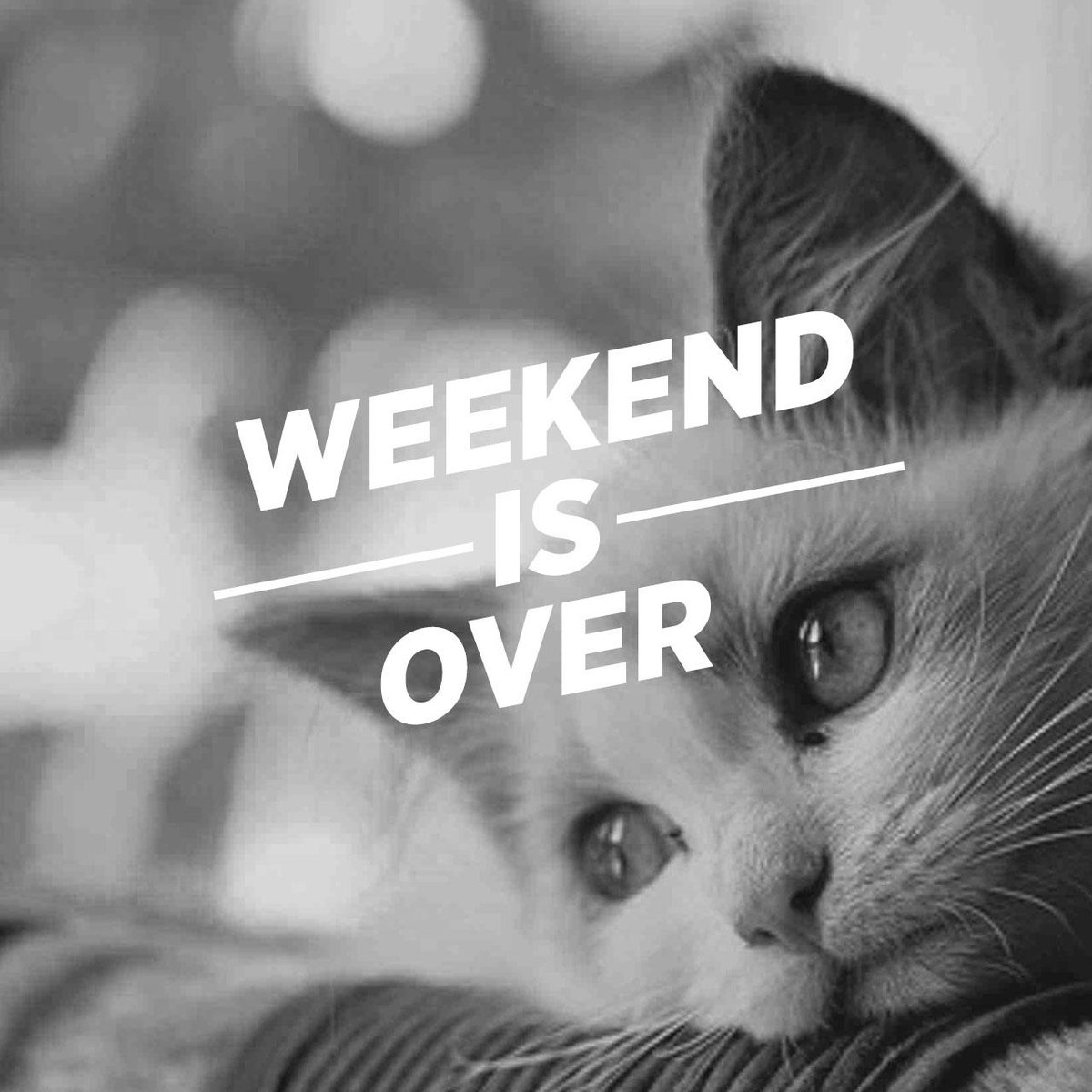 crittertwice's tweet photo. Unfortunately. #sundayvibes #cats #weekend #weekendisover http://t.co/LhR4RxDAvj