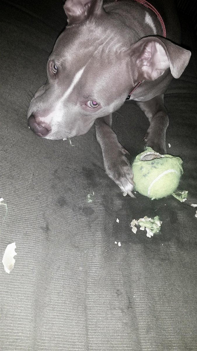 CLASH_the_Pit's tweet photo. 2nights #WalkingDead episode made me have 2 take my emotions out on a tennis ball #TalkingDead http://t.co/kQtYPfk4MM