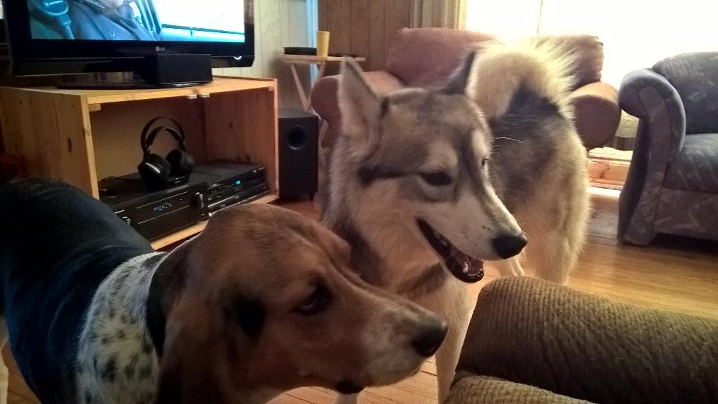 hound_man tweet picture