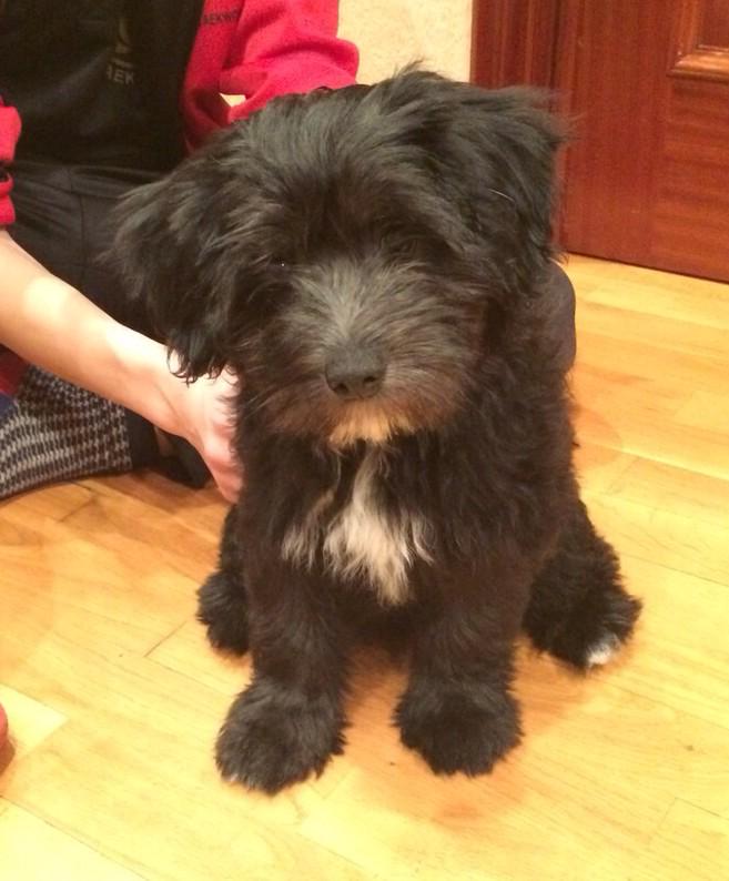 sararomerop's tweet photo. 🐶🐶😍😍 http://t.co/MR7rdhW4Nf