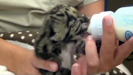 Le Journal De Montreal Video Un Adorable Bebe Panthere Nebuleuse Nait En Floride Http T Co Fcfmhetgyn Http T Co J0odacq87h