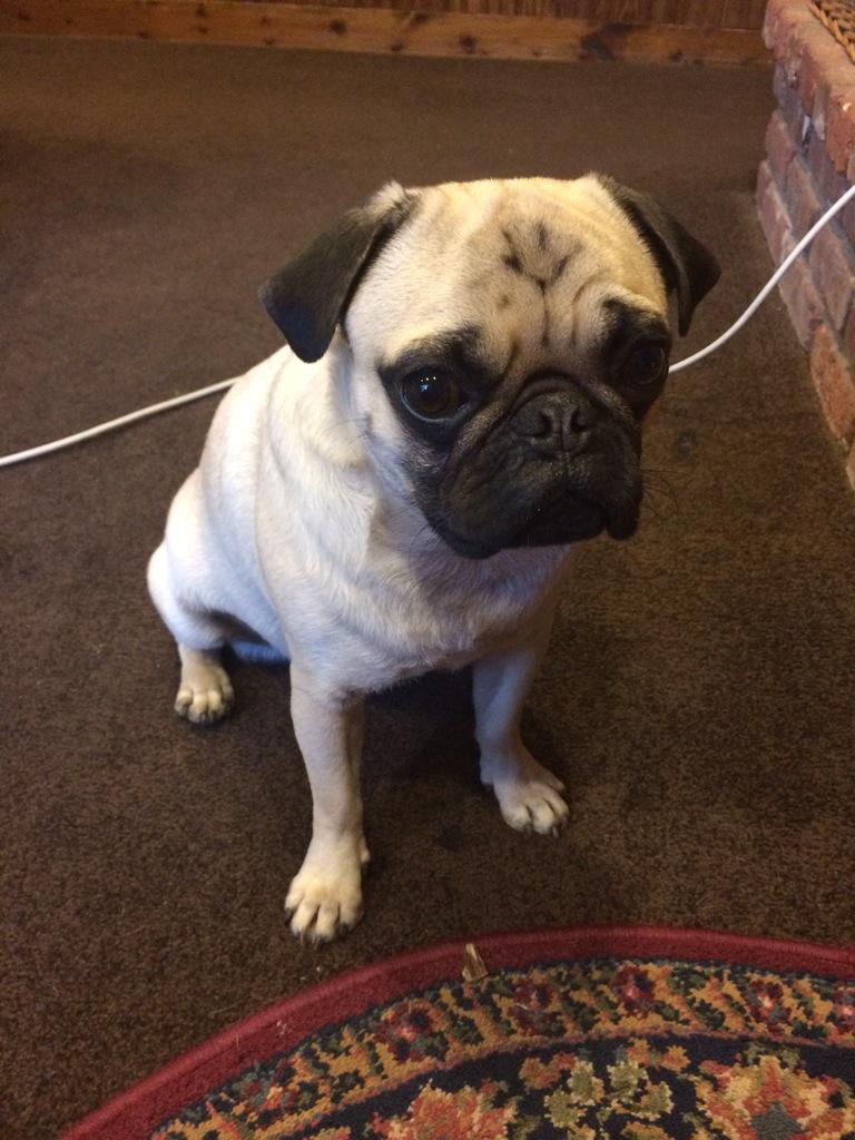 sarahroseguss's tweet photo. Greetings π½ #pug #puglover #pugs #asiandogs #loveme #icantbreathe #ihavesinusproblems #ihavewrinkles #cuteemergency http://t.co/8OTL7UC5An