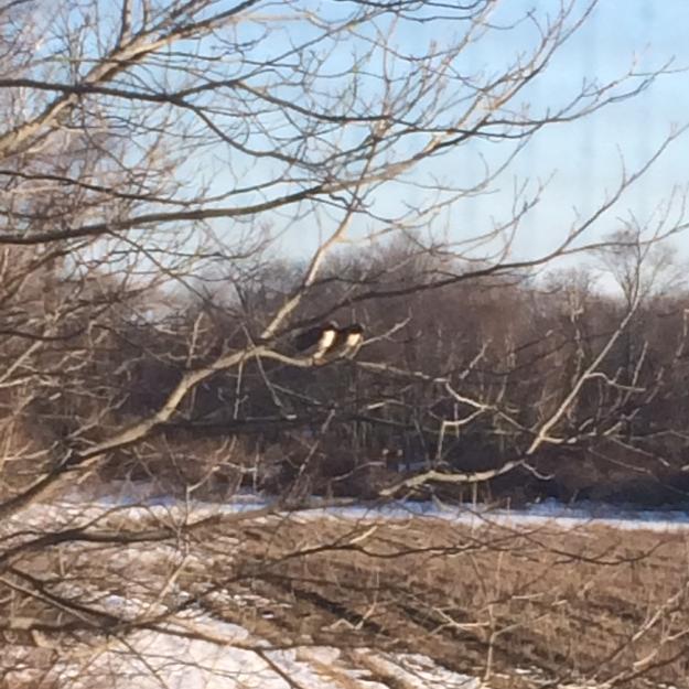 BCPC_FCTV's tweet photo. Two red tails hanging out at Fale's Farm on a very cold spring day. http://t.co/yBAb0vIeMY