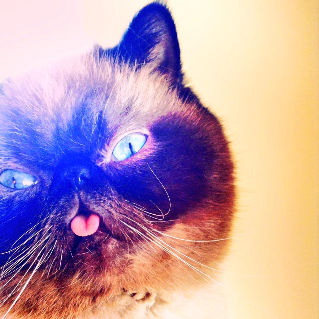DerTheCat's tweet photo. I love you. #DerTheCat #exoticshorthair #iowacat #CatStarDer http://t.co/J96cqpPuOR