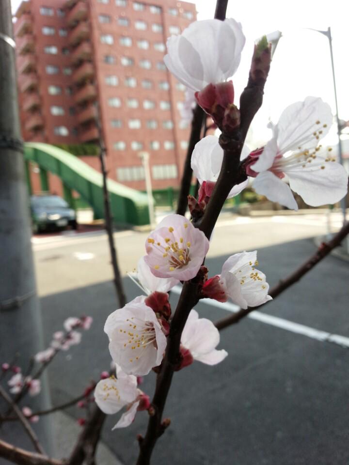 connao's tweet photo. 咲いた (@ 柳橋 in 中央区/台東区, 東京都) https://t.co/bZdSW2z3zQ http://t.co/Y2xSLfomYI