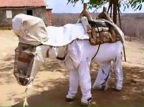 علماء المسلمين أتفقو على حجاب أنثى حمار خشيتها من المجاهدين